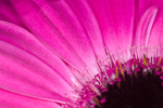 Flower - 2599