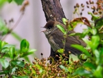 Juvenile Blackcap