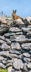 05 20x48 canvas 2022-260CP Irish Hare on dry stone wall