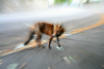 Urban Fox, Bristol _ UR095