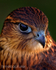 The Kestrel