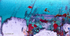 Abstract 11