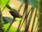 Band-backed Wren portfolio