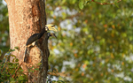 Oriental Pied Hornbill