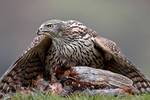 Goshawk 1