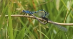 Common Blue Damselflies
