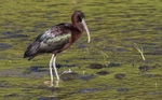 Glossy Ibis