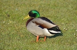 Mallard