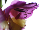 Flowers 17 - 17