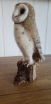 Barn Owl Photo 3.