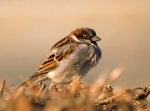 House Sparrow