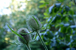 Buchan Park - 18