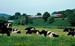 Honiton Incline, Devon portfolio