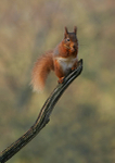 Red Squirrel