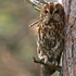 Wild Tawnie