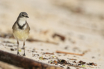 Cape Wagtail, front - Boulders Beach, South Africa