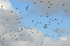 Golden Plovers