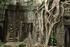 Tree roots at Ta Prohm temple, Siem Reap, Cambodia