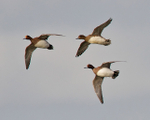 Wigeon