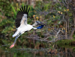 Wood Stork launching with stick, Wakodahatchee Wetlands, Florida