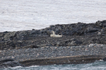 Polar bear  8557