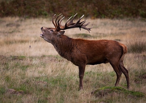 [align=center][size=11][b]Red Deer Stag, Richmond Park, London[/b][/size][/align
