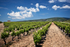 Vineyard  Barn 02