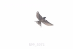 BPP_8972