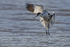 Avocet (Recurvirostra avosetta) landing