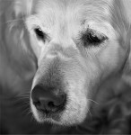 Sophie