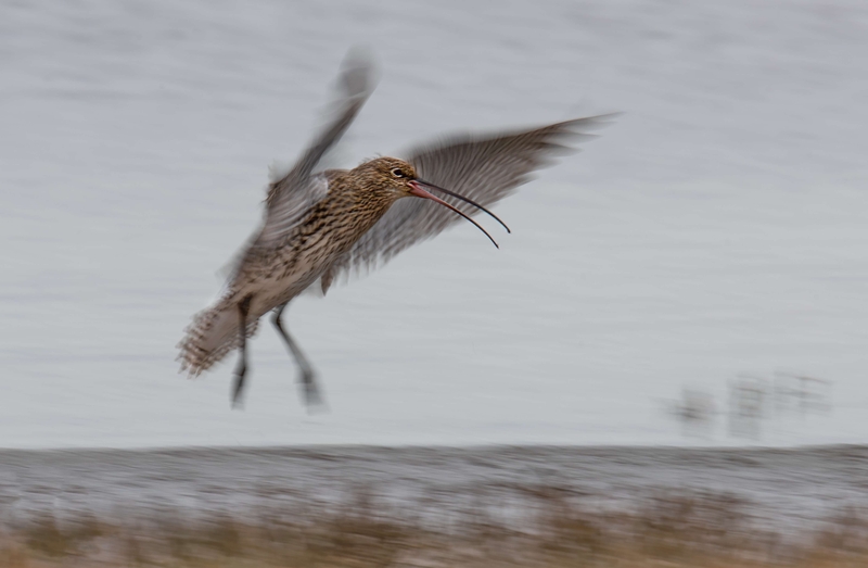 Eurasian Curlew - Dee Estuary - North Wales
