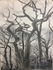 Wild Wood Drawing 4 56cm x 76cm Mixed Media on Paper