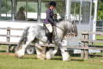 Class 107-108 - LIHS BSPS Performance Coloured Horse Pony portfolio