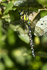 Southern Hawker