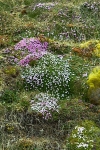 Moss Campion 8304