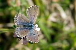 Baton Blue