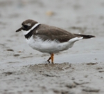 Ringed Plover