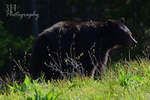 Stuck On You_0974 - GTNP 2016 Watermarked