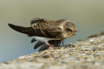 Sand Martin having a stretch on the causeway at Farmoor Reservoir