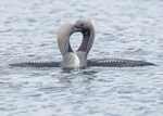 Black-throated Diver
