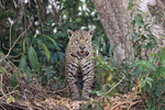 Jaguar Medrosa emerges from jungle, Pantanal, Brazil