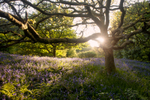 Around the Old Oak Tree