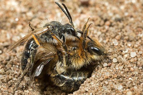 [i]Andrena barbilabris[/i] pair. Sandy footpath through farmland. Staffordshire. May 2015.