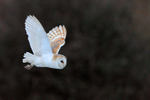 Close fly-past of a Barn Owl at Holme Marshes