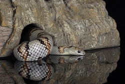 Grey Banded Snake