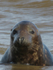 Seal In The Sea