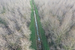 Poplar trees growing in the Nar Valley