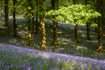 Bluebell Wood, Pott Shrigley, Cheshire (6)