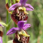 Apulian Ophrys (Ophrys fuciflora ssp apulica  also O. holoserica ssp apulica and O. apulica)