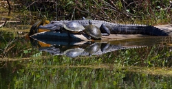 Aligators _0026